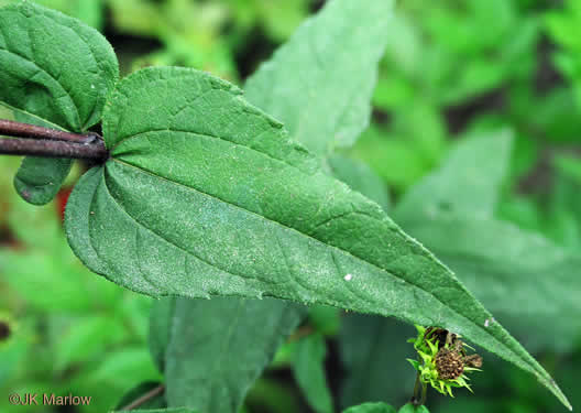 image of Helianthus divaricatus, Woodland Sunflower, Spreading Sunflower