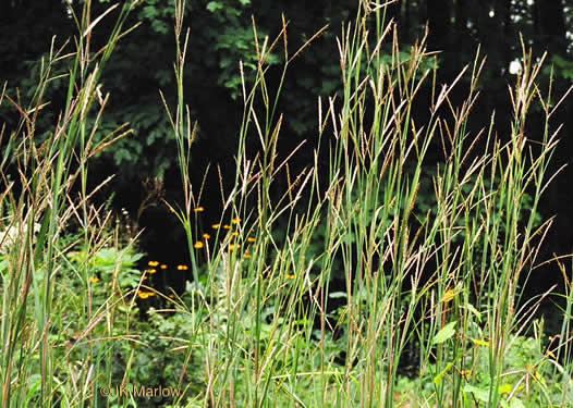 Big Bluestem (Andropogon gerardii)