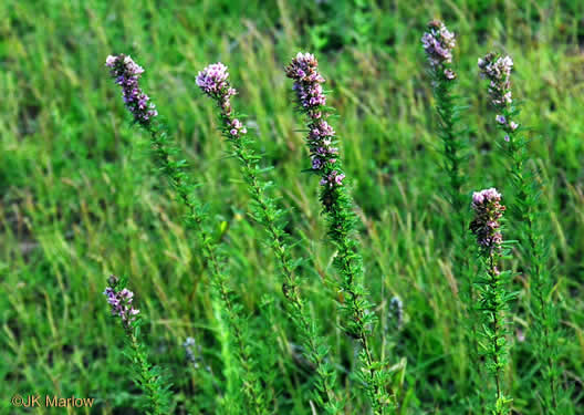 image of Lespedeza virginica, Virginia Lespedeza, Slender Lespedeza, Virginia Bush-clover, Slender Bush-clover