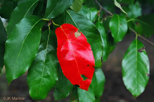 image of Nyssa sylvatica, Blackgum, Black Tupelo, Sour Gum