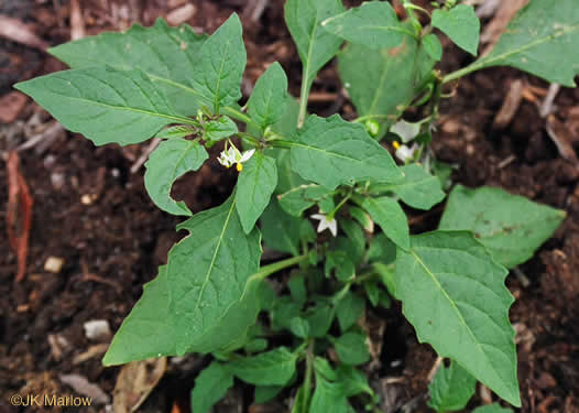 image of Solanum emulans, Eastern Black Nightshade