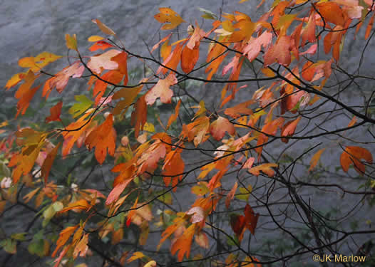 image of Sassafras albidum, Sassafras