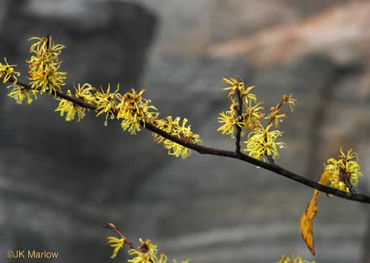 image of Hamamelis virginiana var. virginiana, Northern Witch-hazel