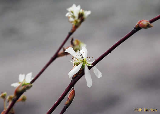 image of Amelanchier laevis, Smooth Serviceberry, Allegheny Serviceberry