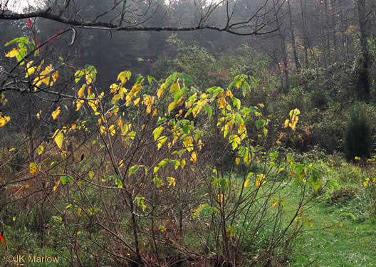 image of Broussonetia papyrifera, Paper Mulberry