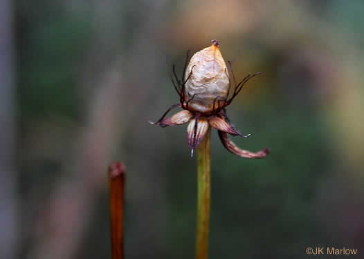 image of Parnassia grandifolia, Bigleaf Grass-of-Parnassus, Limeseep Parnassia