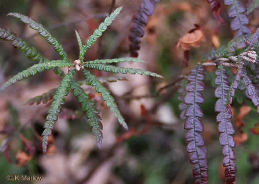 image of Comptonia peregrina, Sweet-fern