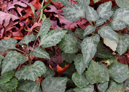 image of Pachysandra procumbens, Allegheny-spurge, Mountain Pachysandra