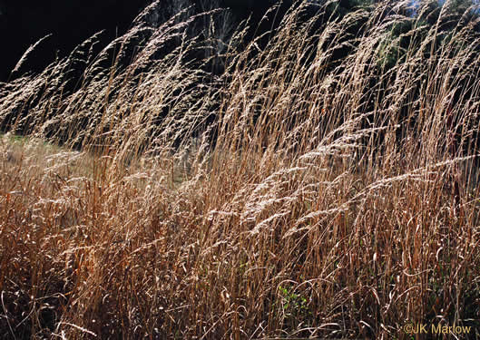 image of Sorghastrum nutans, Yellow Indiangrass, Prairie Indiangrass