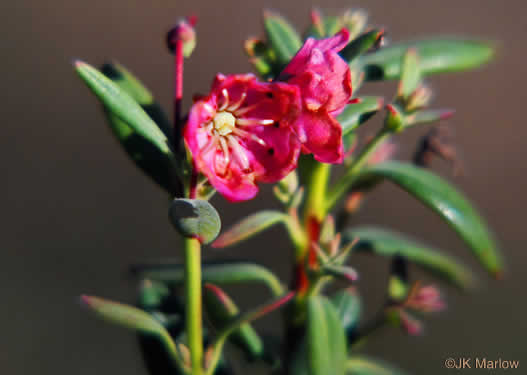 image of Kalmia carolina, Southern Sheepkill, Carolina Wicky, Carolina Sheep Laurel, Carolina Bog Myrtle