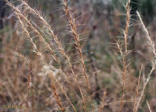 image of Aristida purpurascens, Arrowfeather, Arrowfeather Three-awn