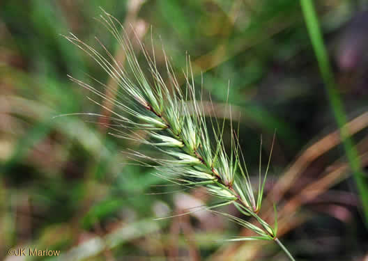 image of Elymus virginicus, Virginia Wild-rye, Common Eastern Wild-rye, Terrell Grass