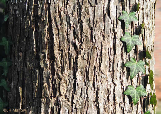 Ostrya virginiana, American Hop-hornbeam, Ironwood, Eastern Hop-hornbeam, Leverwood