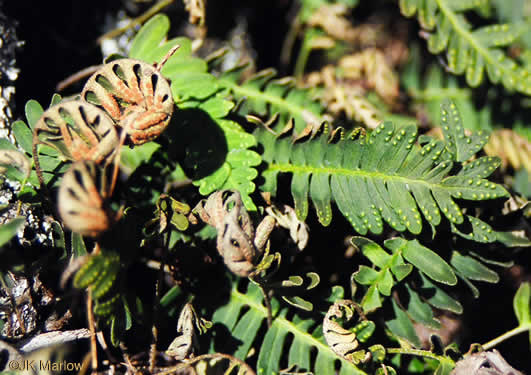 Resurrection Fern