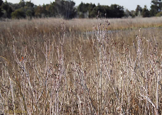 image of Borrichia frutescens, Silver Seaside Oxeye