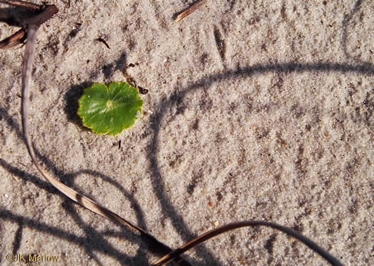 image of Hydrocotyle bonariensis, Dune Pennywort, Seaside Pennywort, Dune Water-pennywort, Largeleaf Pennywort