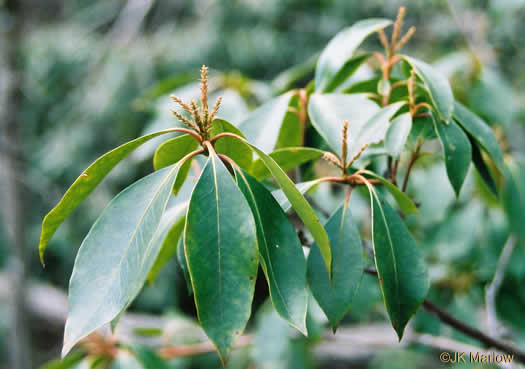 image of Kalmia latifolia, Mountain Laurel, Ivy, Calico-bush, Mountain Ivy