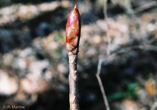 image of Aesculus flava, Yellow Buckeye