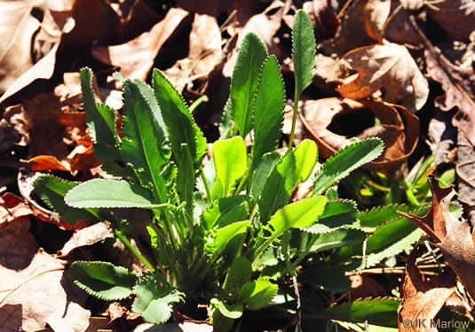 image of Packera anonyma, Small's Ragwort, Squaw-weed, Appalachian Ragwort