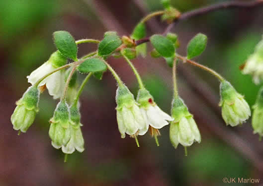 image of Vaccinium stamineum var. sericeum, Southern Deerberry