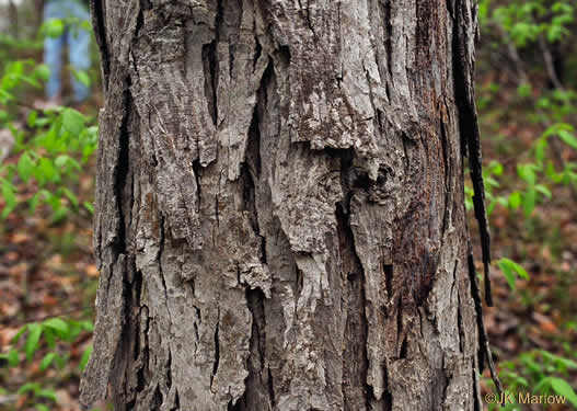 image of Carya ovata, Common Shagbark Hickory