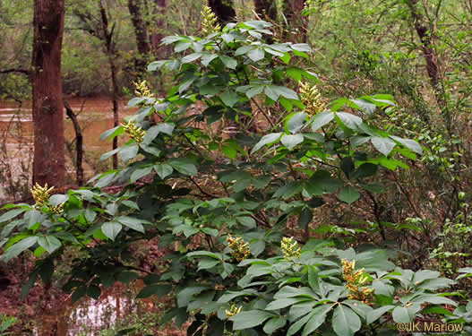 image of Aesculus sylvatica, Painted Buckeye