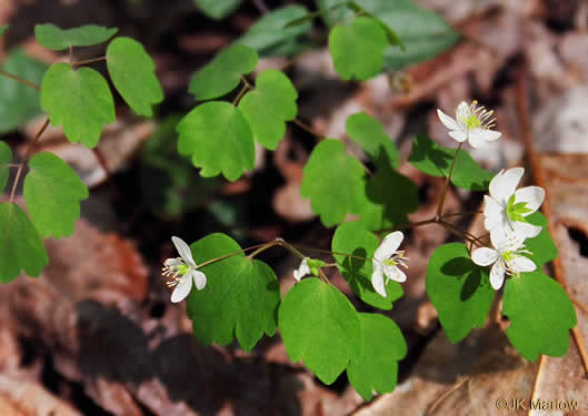 image of Thalictrum thalictroides, Windflower, Rue-anemone