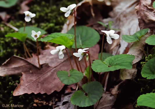 image of Viola blanda, Sweet White Violet