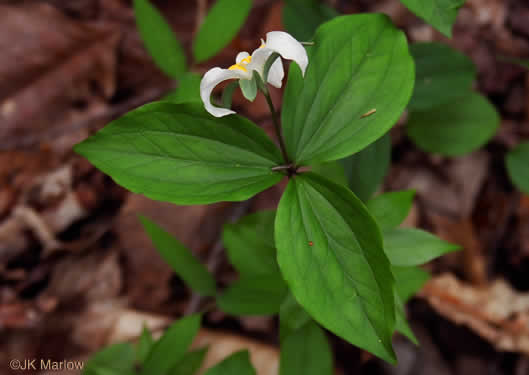 image of Trillium catesbyi, Catesby's Trillium, Rosy Wake-robin, Bashful Trillium, Rose Trillium