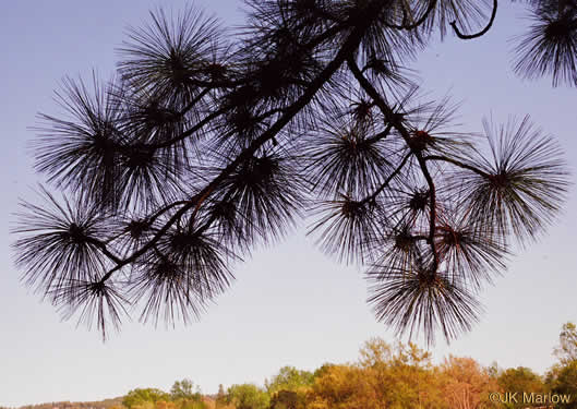 image of Pinus palustris, Longleaf Pine, Southern Pine