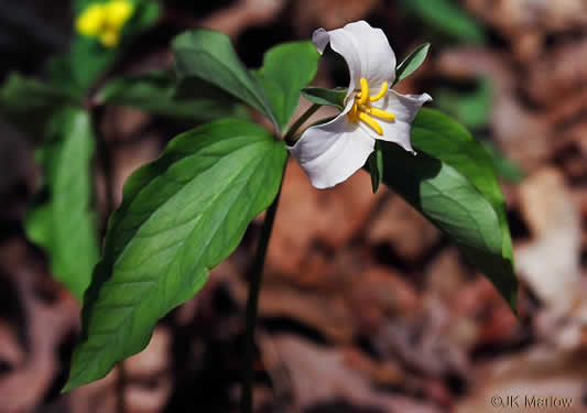 image of Trillium catesbyi, Catesby's Trillium, Rosy Wake-robin, Bashful Trillium, Rose Trillium