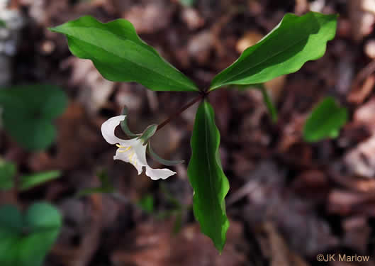 image of Trillium catesbyi, Catesby's Trillium, Rosy Wake-robin, Bashful Trillium, Rose Trillium