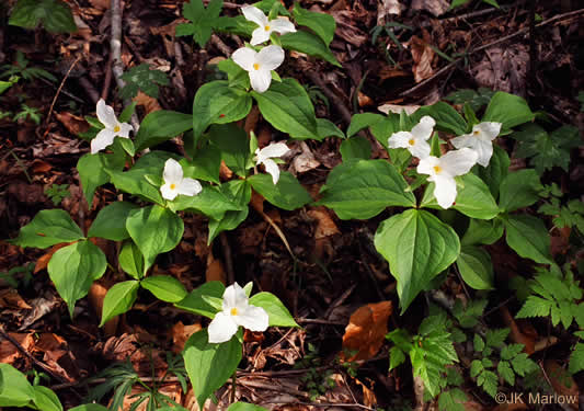 image of Trillium grandiflorum, Large-flowered Trillium, Great White Trillium, White Wake-robin, Showy Wake-robin