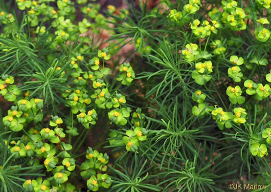 image of Euphorbia cyparissias, Cypress Spurge, Graveyard Spurge