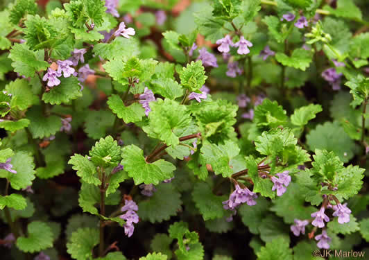 image of Glechoma hederacea, Ground Ivy, Gill-over-the-ground, Creeping Charlie