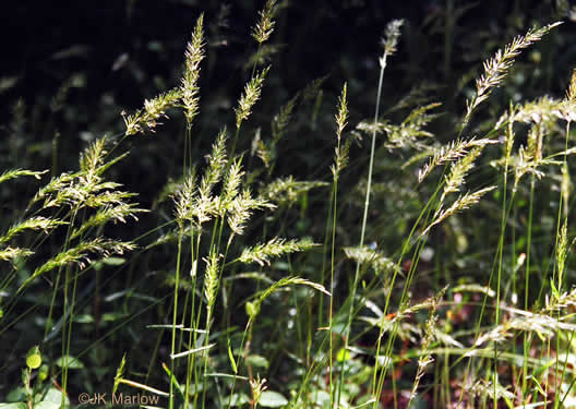 image of Anthoxanthum odoratum, Sweet Vernal Grass