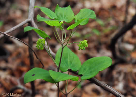 image of Smilax biltmoreana, Biltmore Carrionflower