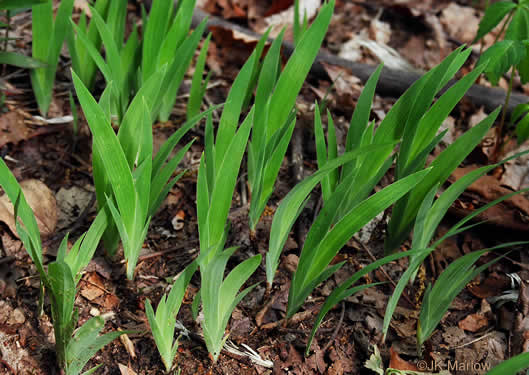 image of Iris cristata, Dwarf Crested Iris