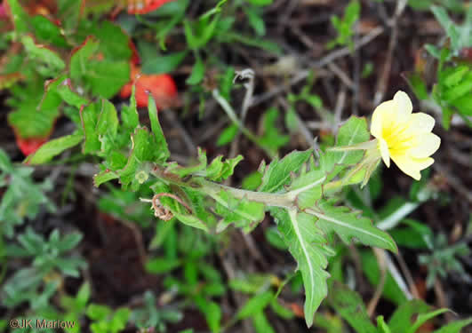 image of Oenothera laciniata, Cutleaf Evening Primrose