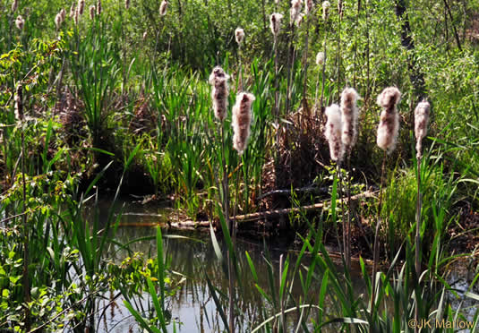 image of Typha latifolia, Common Cattail, Broadleaf Cattail