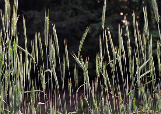 image of Secale cereale, Cereal Rye, Cultivated Rye