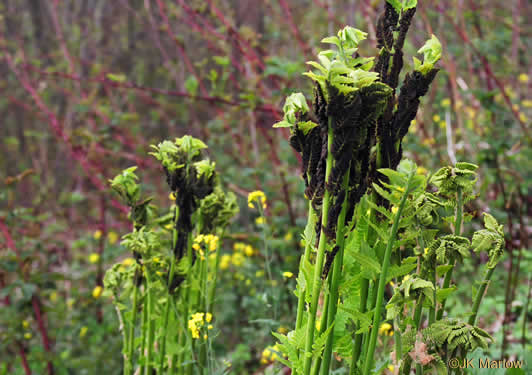 image of Claytosmunda claytoniana, Interrupted Fern