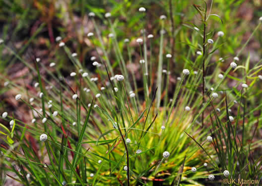 image of Lachnocaulon anceps, Common Bogbuttons, Savanna Bogbuttons, Whitehead Bogbutton