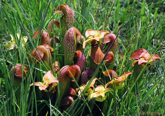 image of Sarracenia minor var. minor, Hooded Pitcherplant