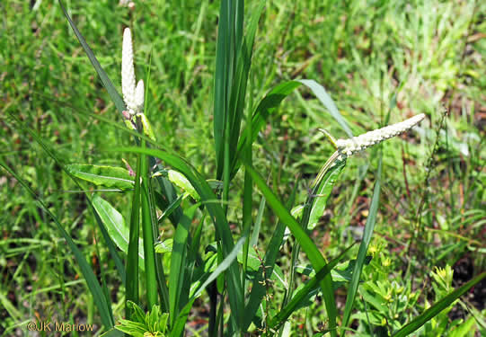 image of Pterocaulon pycnostachyum, Black Snakeroot, Dense-spike Blackroot, Pineland Wingstem