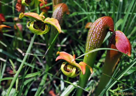 image of Sarracenia minor var. minor, Hooded Pitcherplant