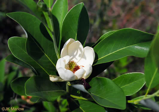 Magnolia virginiana (sweetbay magnolia)