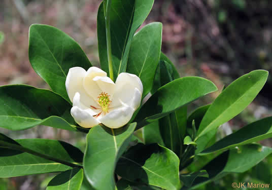 image of Magnolia virginiana +, Sweetbay, Sweetbay Magnolia, Swampbay