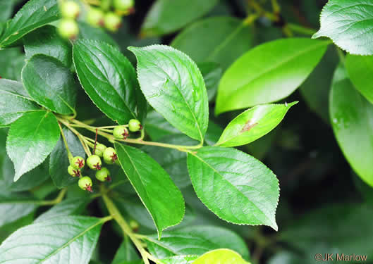 image of Aronia prunifolia, Purple Chokeberry