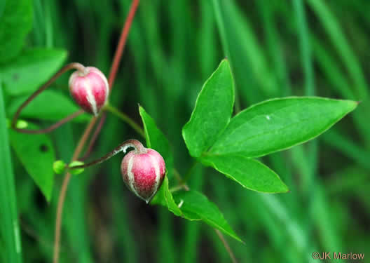 image of Clematis viorna, Northern Leatherflower, Vase-vine